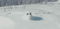 snow5.gif