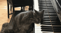 gif-cats-piano-713351.gif