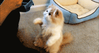 images.duckduckgo.com.gif