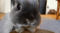 images.duckduckgo.com.gif