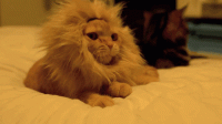 d85e4e6515e148a33e831edaed6ff147.gif
