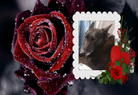 RosePhotoFrame_1544711719064.png RosePhotoFrame_1544711719064.png