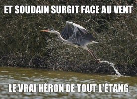 vrai-heron-etang.jpg