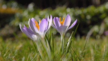 spring-nature-gif-20.gif