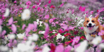 ET.gif