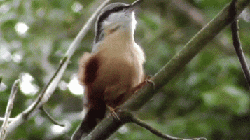 nuthatch.gif