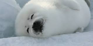 1682073030923.png 1682073030923.png