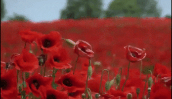poppy field.gif
