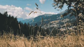 gif nature.gif