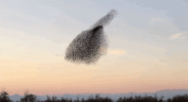 murmuration.gif