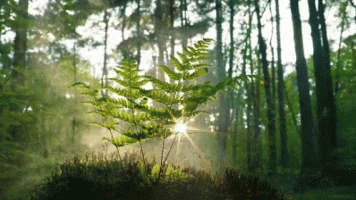 sunny morning fern.gif