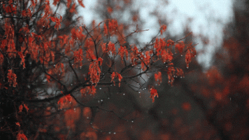 autumn rain.gif