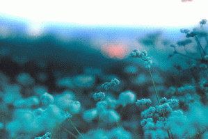 blue nature.gif