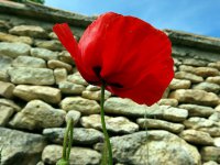 Coquelicot.JPG