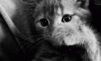 Darling Baby Kitten Animated Gif from dianajeniffere on tumblr Resized for Google+.gif