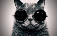 Cats-animals-glasses-sunglasses-hippie.jpg