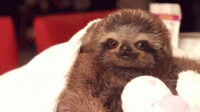 follow-your-dreams.gif