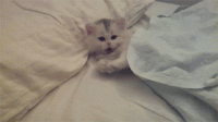 1d4c1295.gif