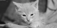 tumblr_miwlm4PZLr1s199fdo1_500.gif
