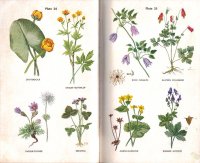 wherry-wild-flower-guide-color-artwork.jpg