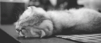 chat mignion.gif