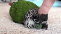 Little-Bird-being-petted-on-the-head-from-system-malfunction-on-tumblr.gif