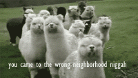 tumblr_m7wihjaDb41rzhw2eo1_400.gif