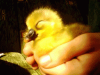 tumblr_me59gg7RpM1rm64nqo1_400.gif
