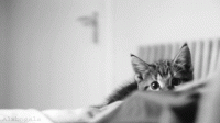 chaton.gif