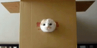 006-funny-animal-gifs-cat-owl.gif