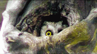 owl.gif