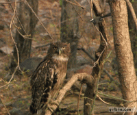 1381177929_owl_headbutted_by_bird.gif