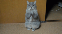 rs_500x281-140808102730-cutest-cat-gifs-please.gif