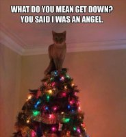 funny-cat-christmas-memes.jpg