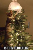 funny-cat-christmas-tree.jpg