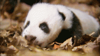 Panda.gif