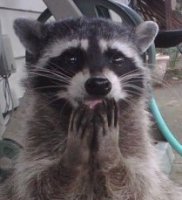 racoon_cute_surprised-600x480.jpg