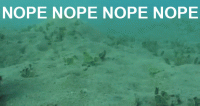 images.duckduckgo.com.gif