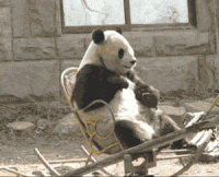 007-funny-animal-gifs-panda-sits-on-rocking-chair.gif