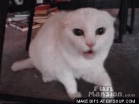 images.duckduckgo.com.gif