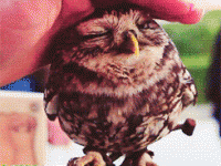 owl-gif2.gif