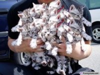 handfull of gorgous kittens!!.JPG