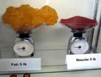 muscle graisse.jpg