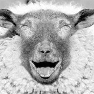 Sheep_