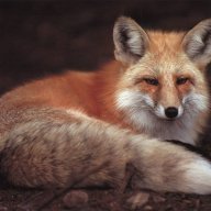 foxrox
