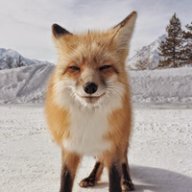 Little-Fox