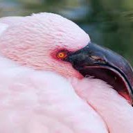 Giu Flamingo