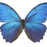 Avatar de Papillon Bleu