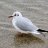 Lazy Gull
