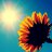 Like_the_sun